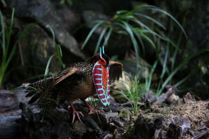 Terrestrial plant, Phasianidae, Fawn, Bird