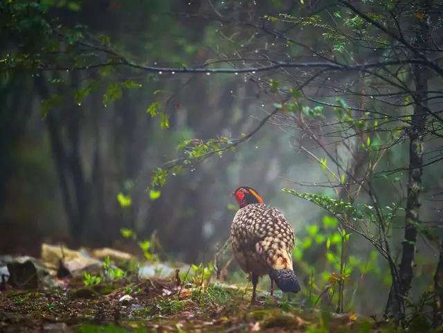 Natural landscape, Terrestrial plant, Bird, Phasianidae, Tree, Galliformes, Beak